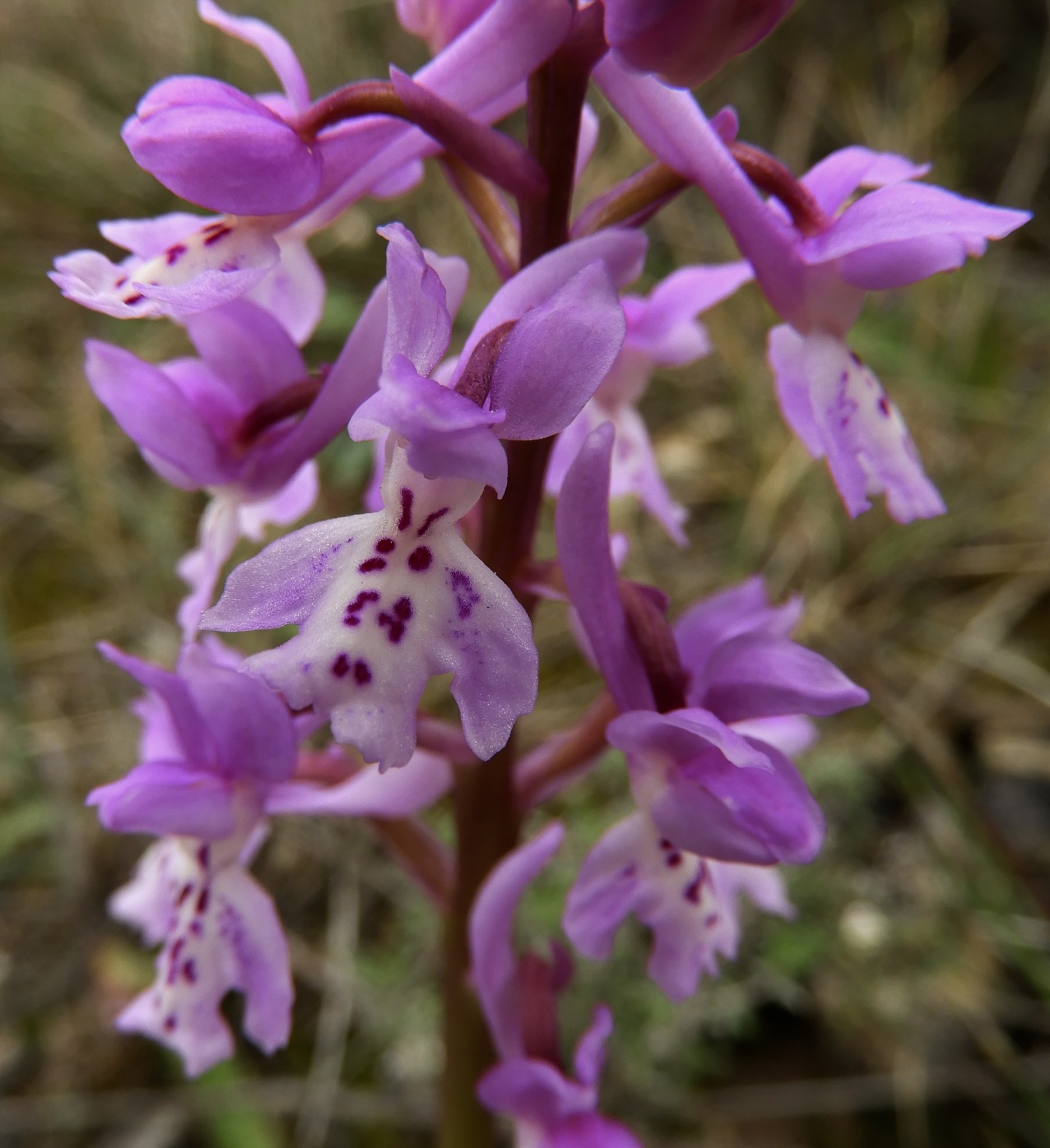 Southern Early Purple (Orchis olbiensis)