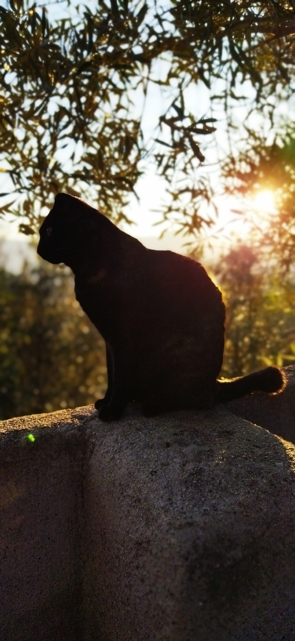 Sooty