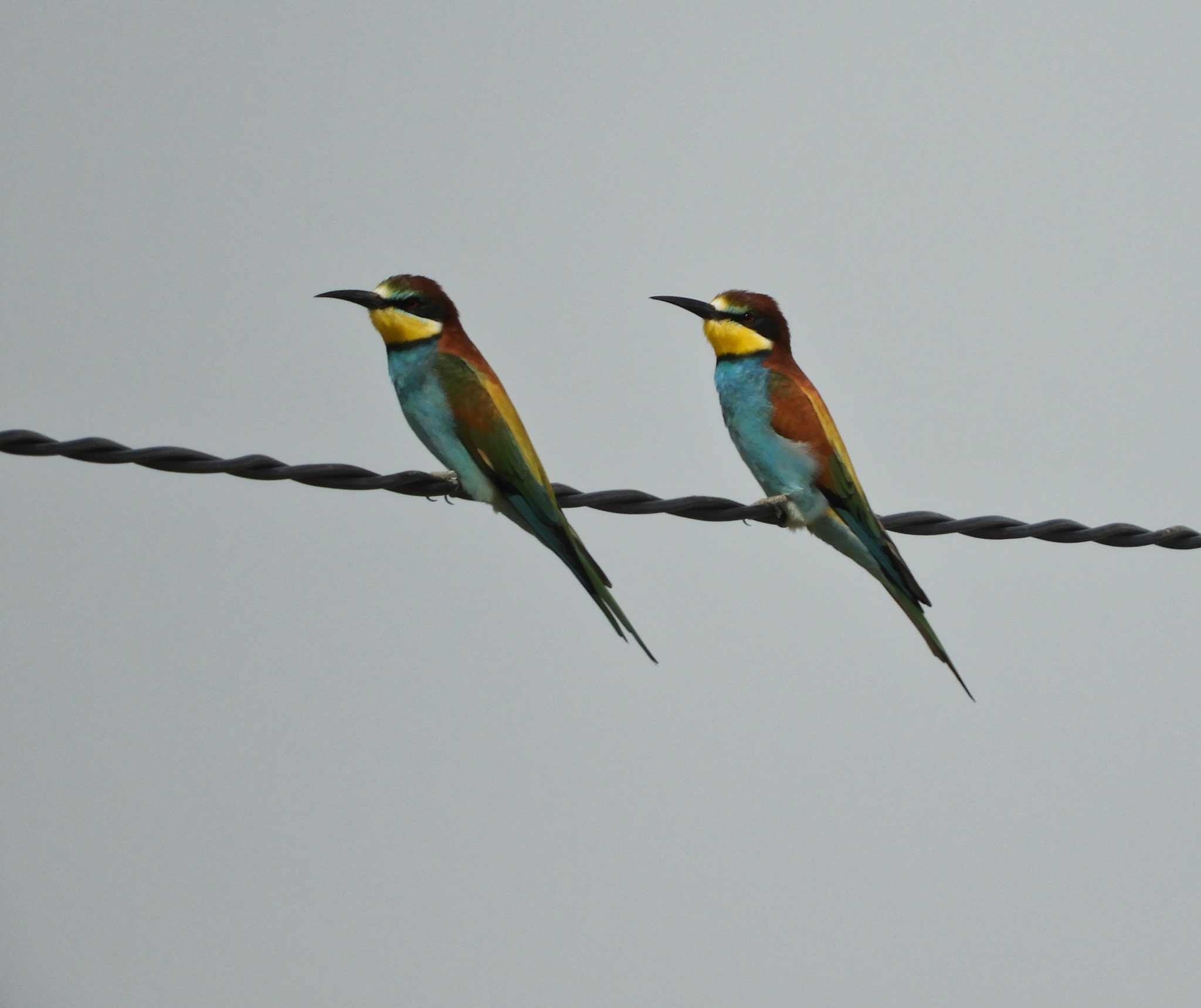 Bee Eater
