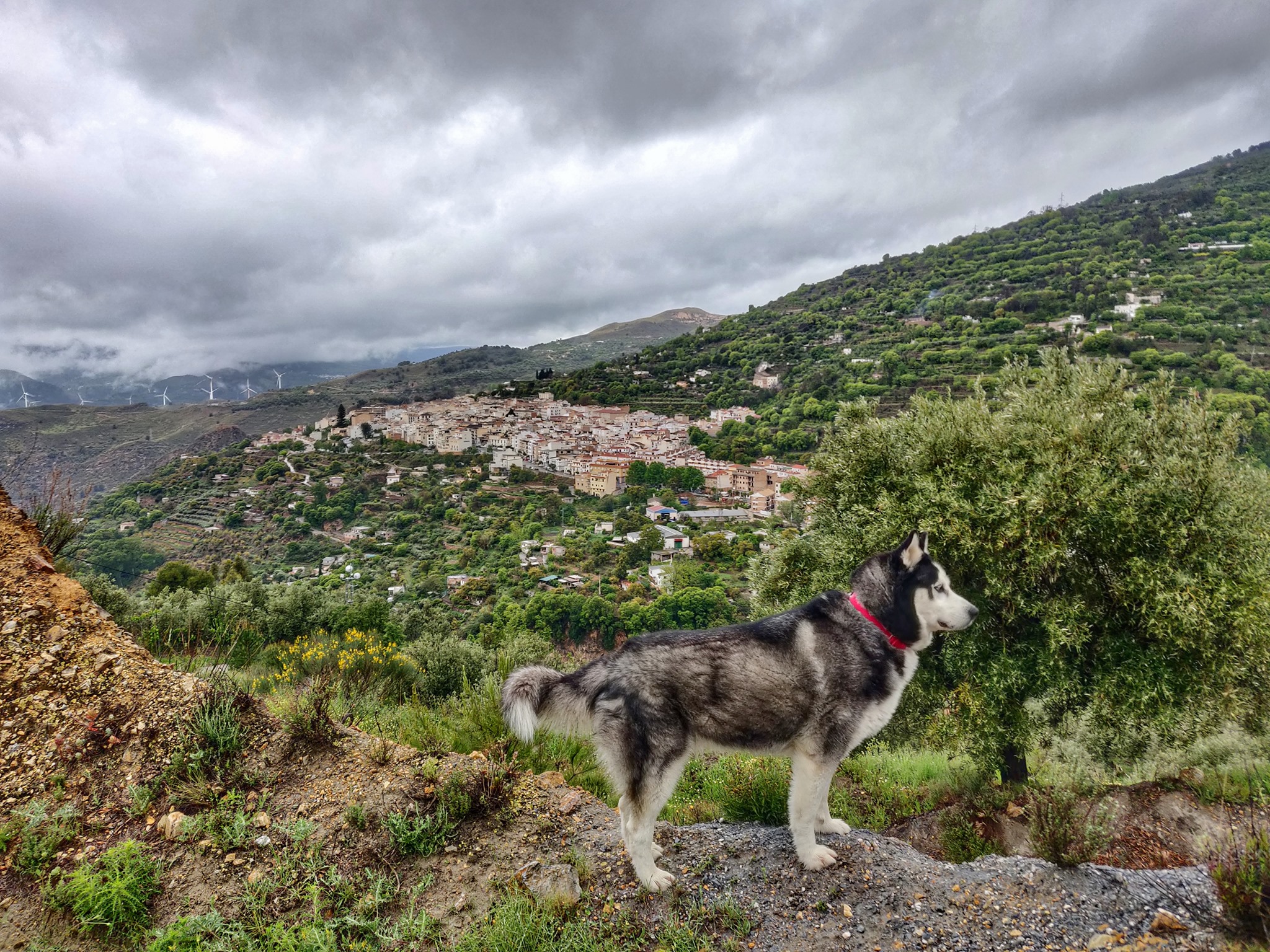 Dog Walk
