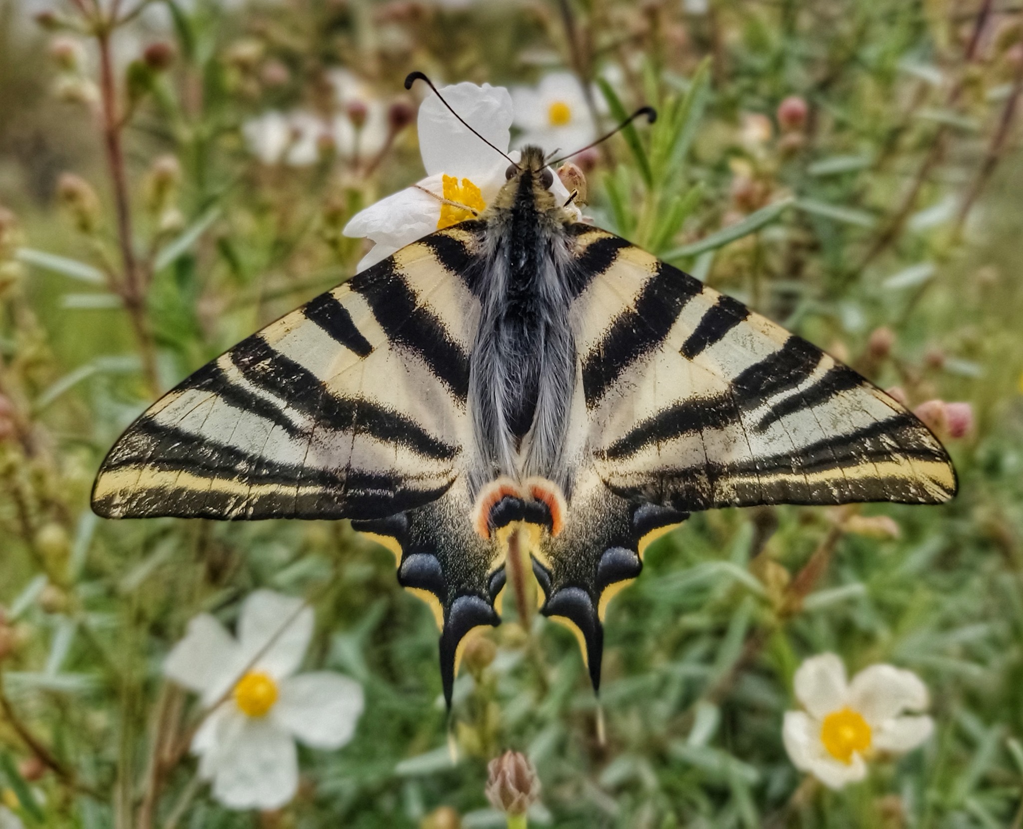 Clouds and a butterfly
