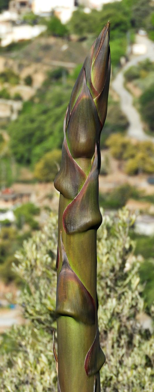 Agave