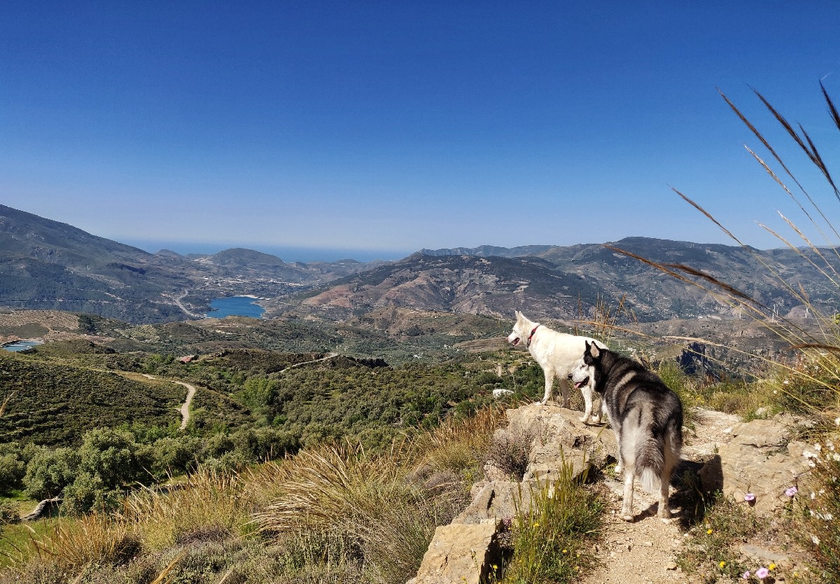 Dog Walk