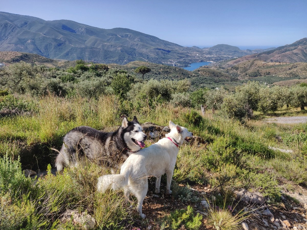 Dog Walk