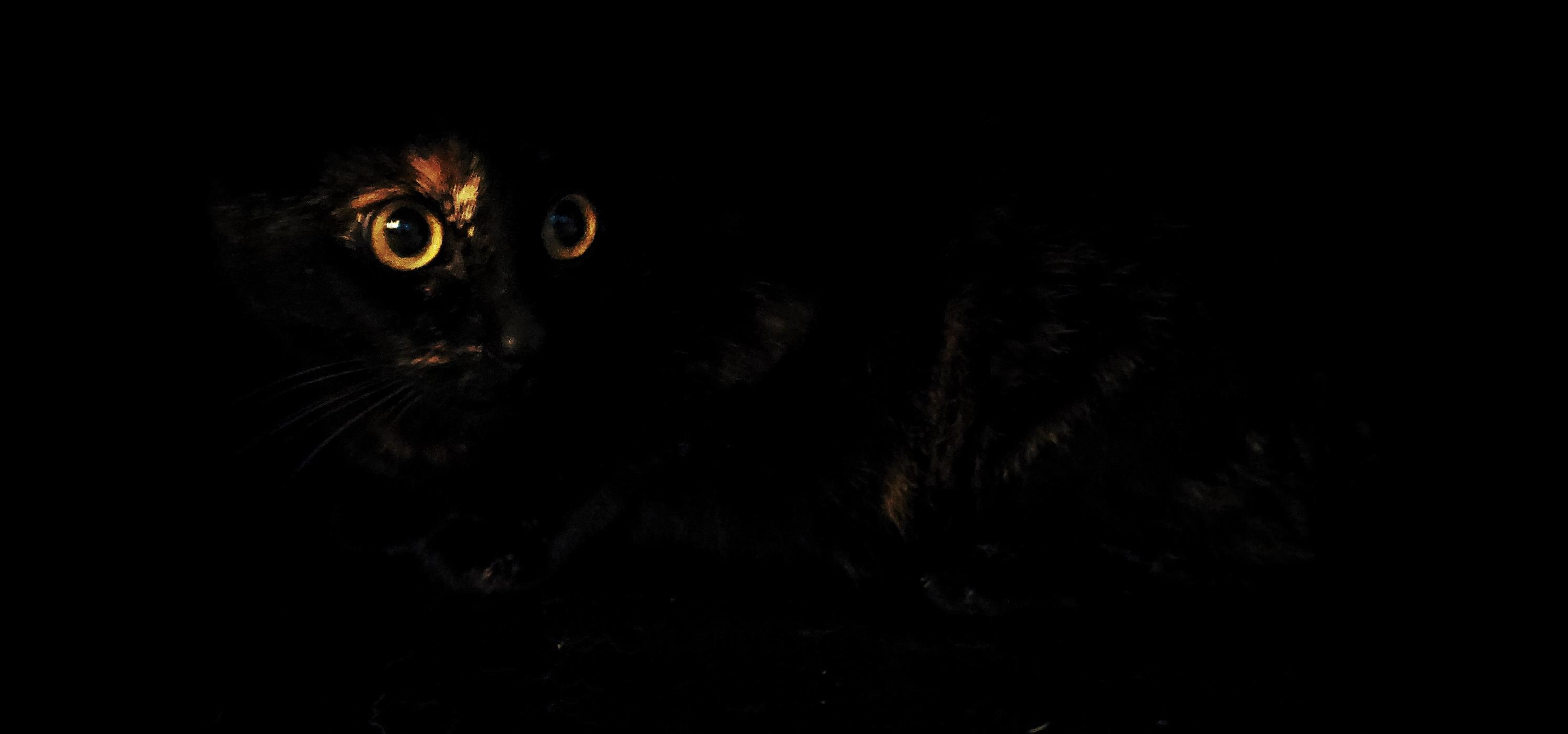 Mad cat