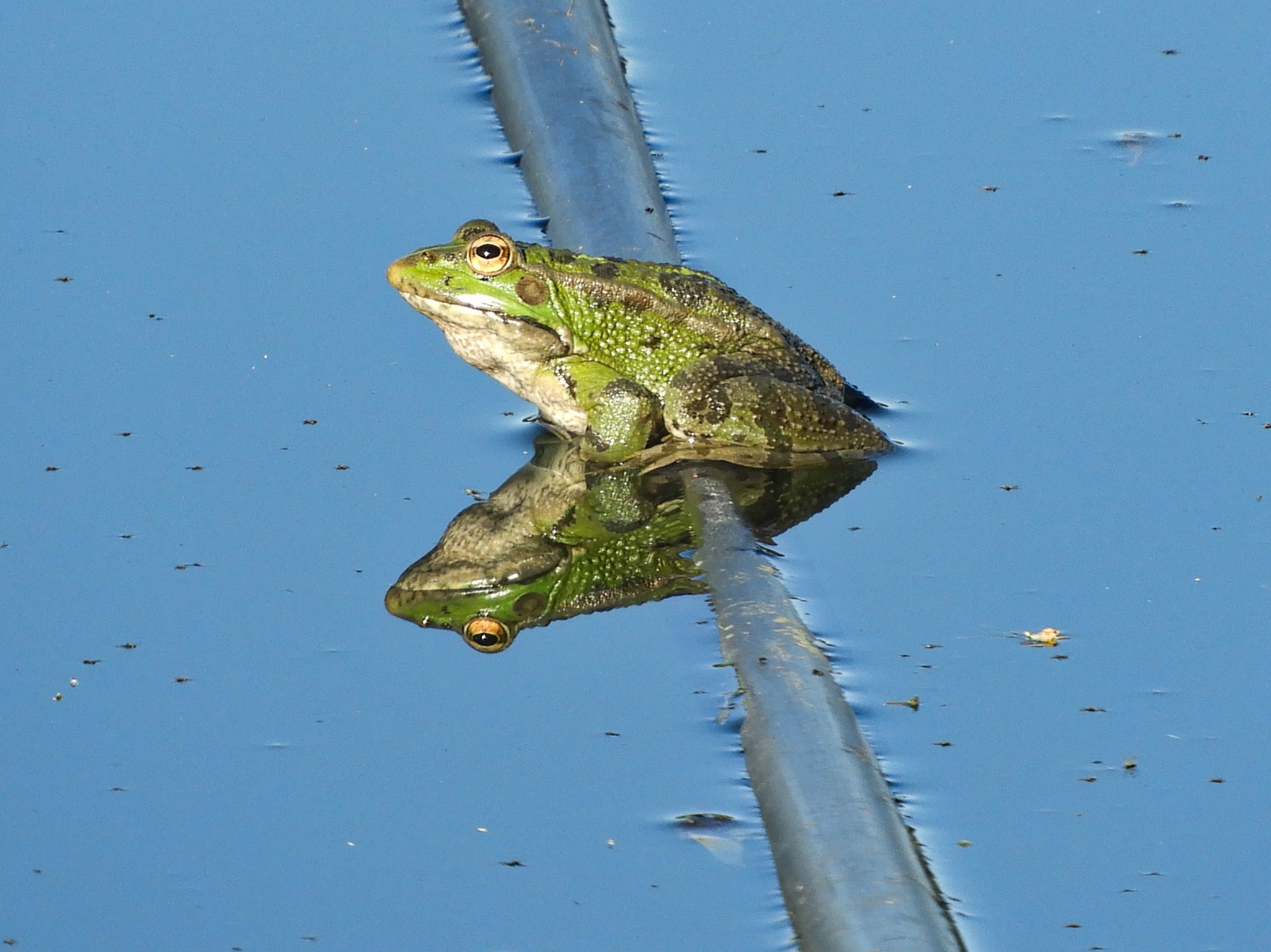 Ribbit