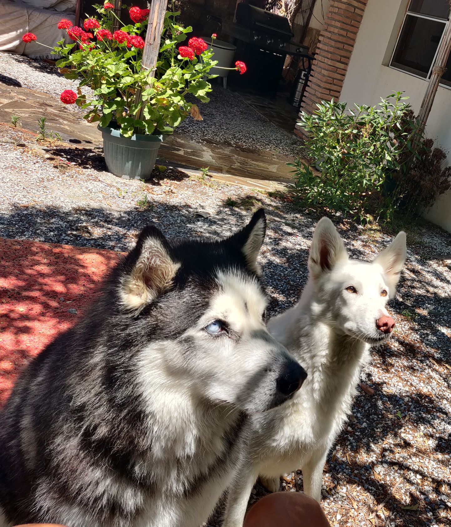 Doggie bath time