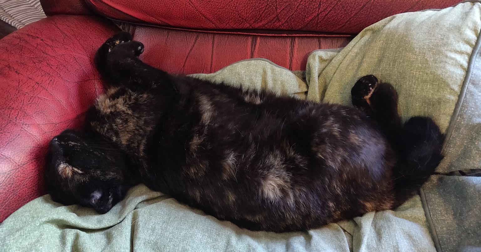 Cats