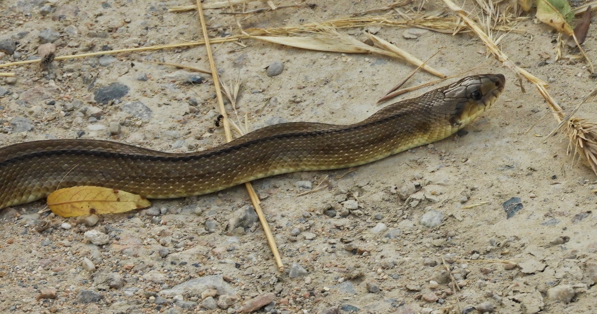 Ladder Snake and Calima