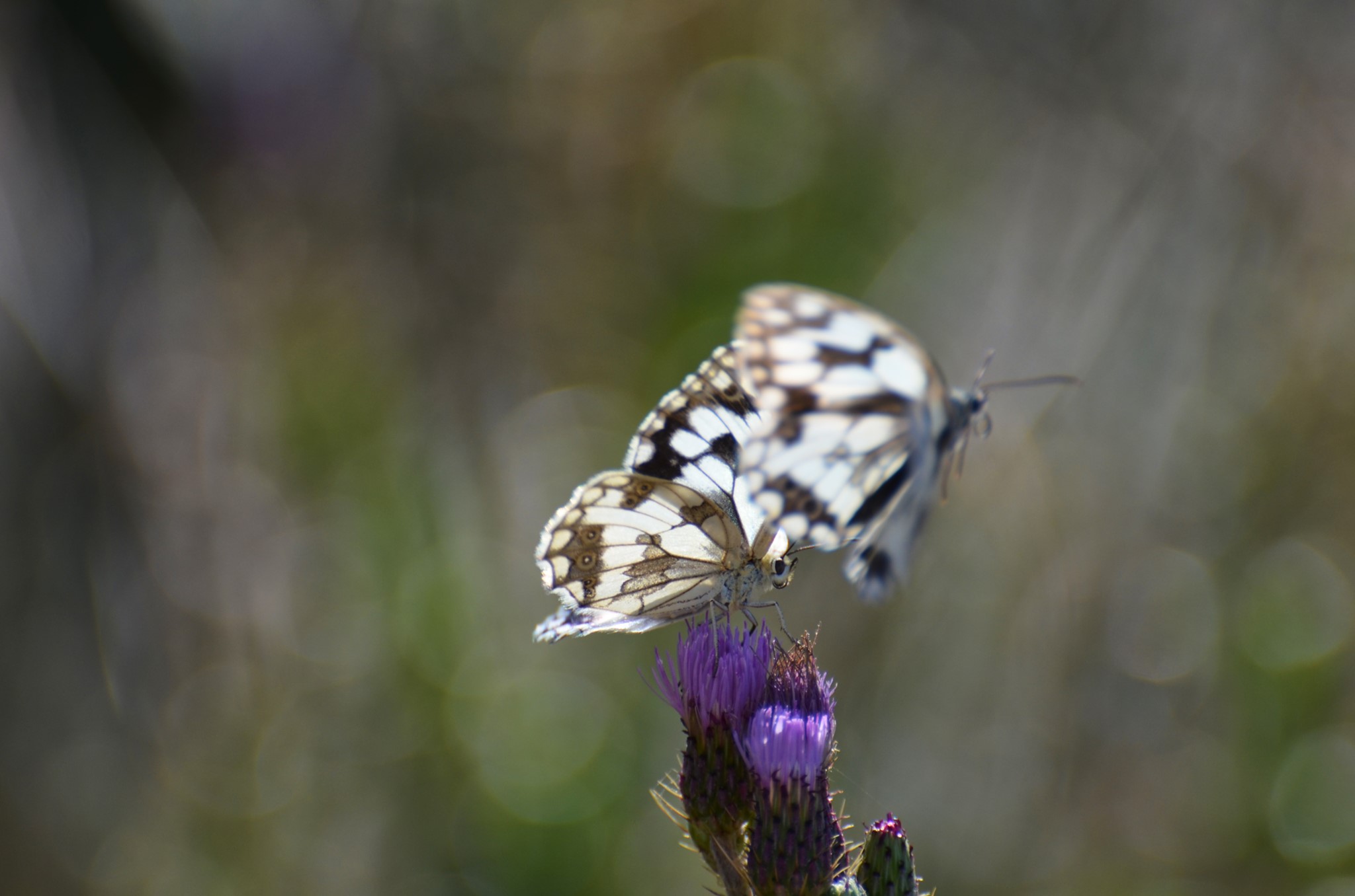 Iberian Marbled White Butterfly