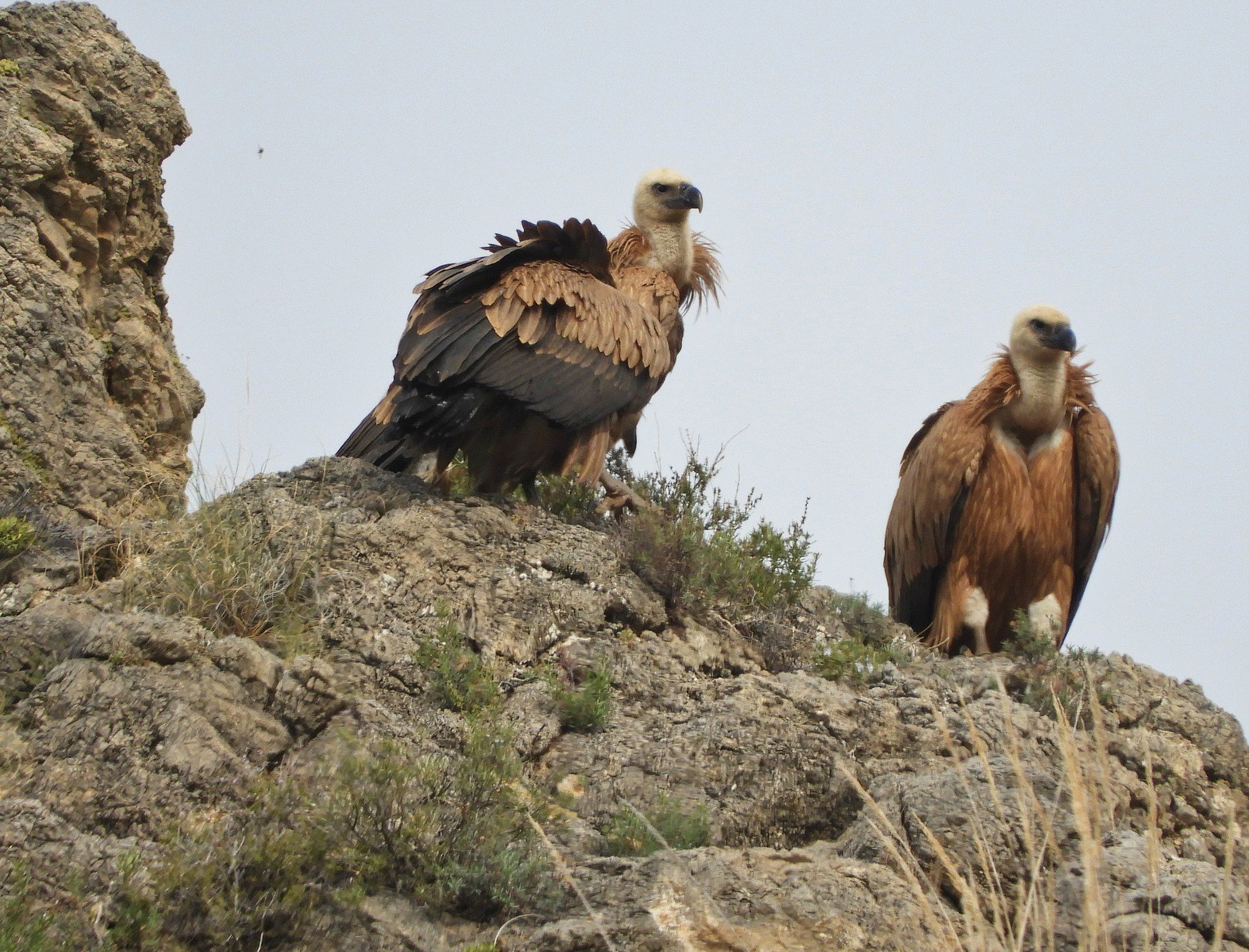 The day Griffon Vultures came to town