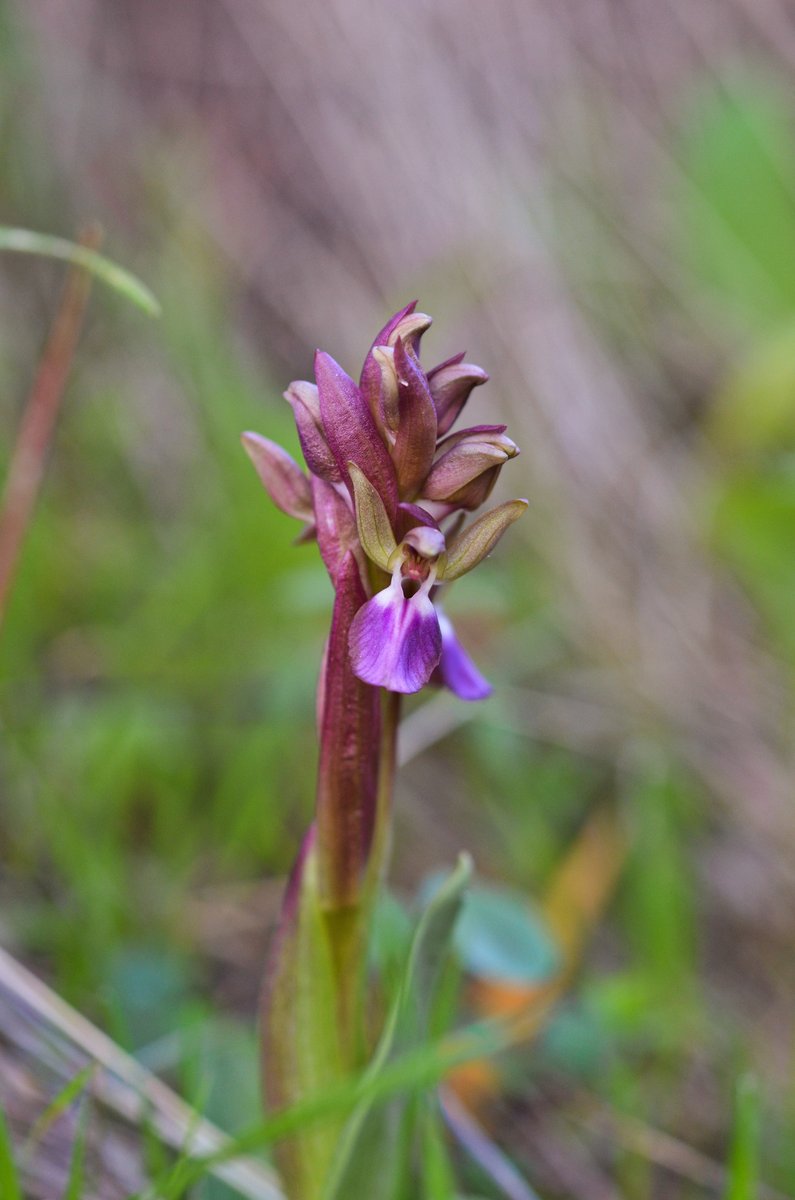Fan-lipped Orchid (Orchis collina)