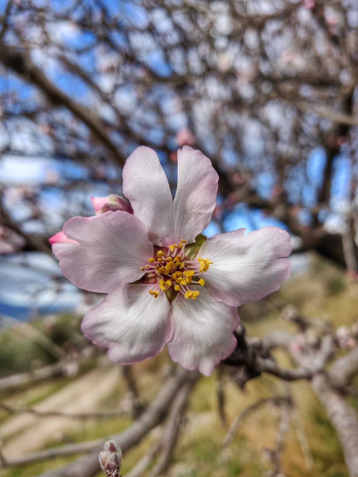 The life of an almond tree blossom