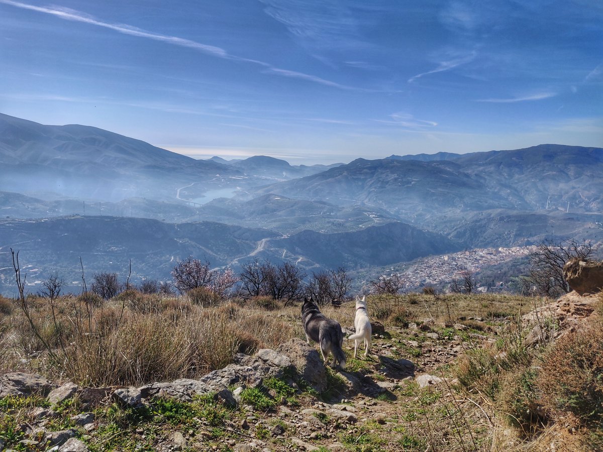 A new dog walk