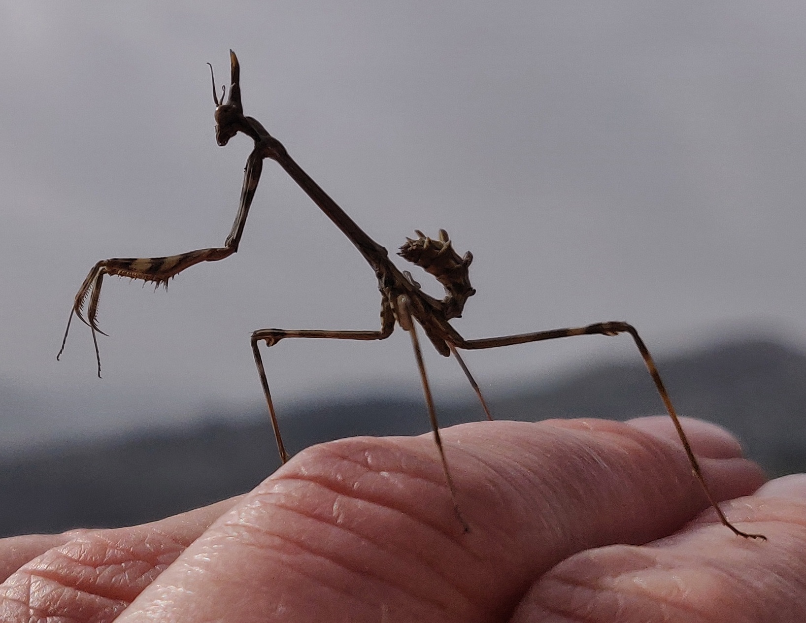 Conehead Mantis