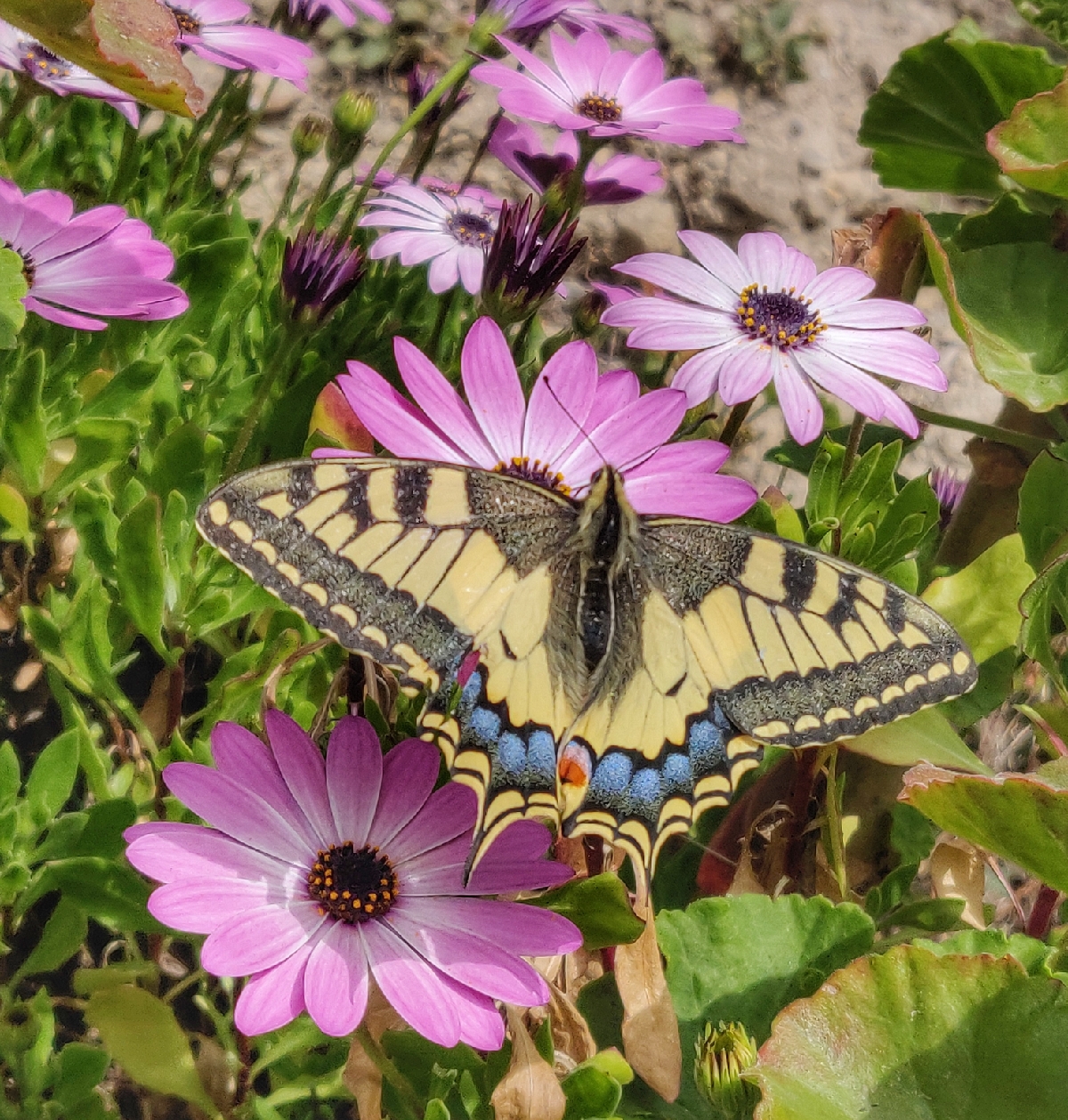 Swallowtail Butterfly