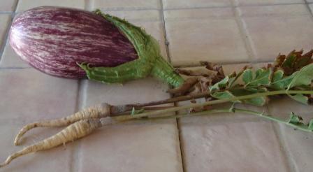 Aubergine and Parsnip