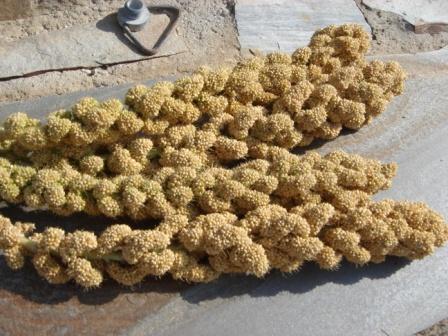 Millet before the seeds have been separated