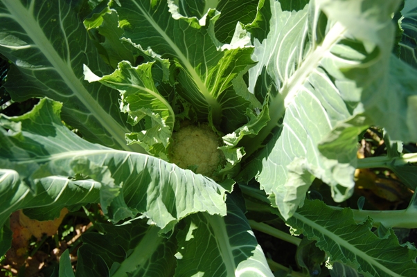 White Broccoli head