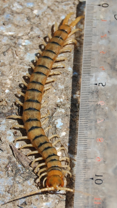 Scolopendra - Banded Centipede