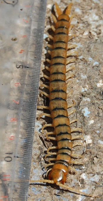 Scolopendra - Banded Centipede