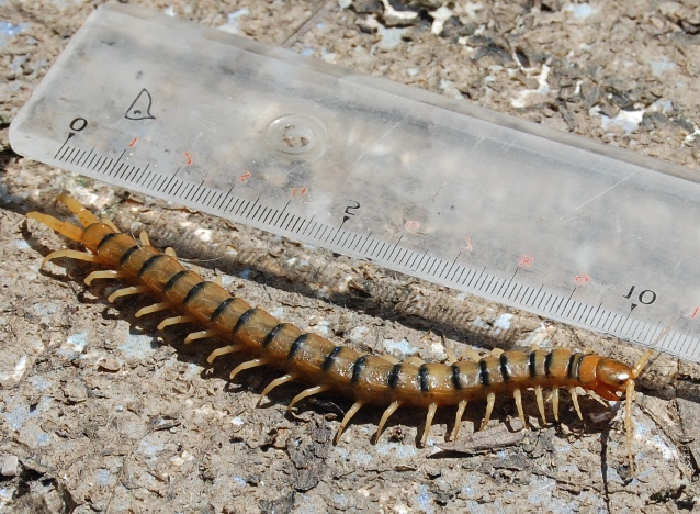 Scolopendra - Escolopendra