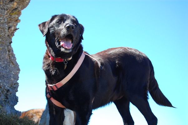 Rocky loving his walk