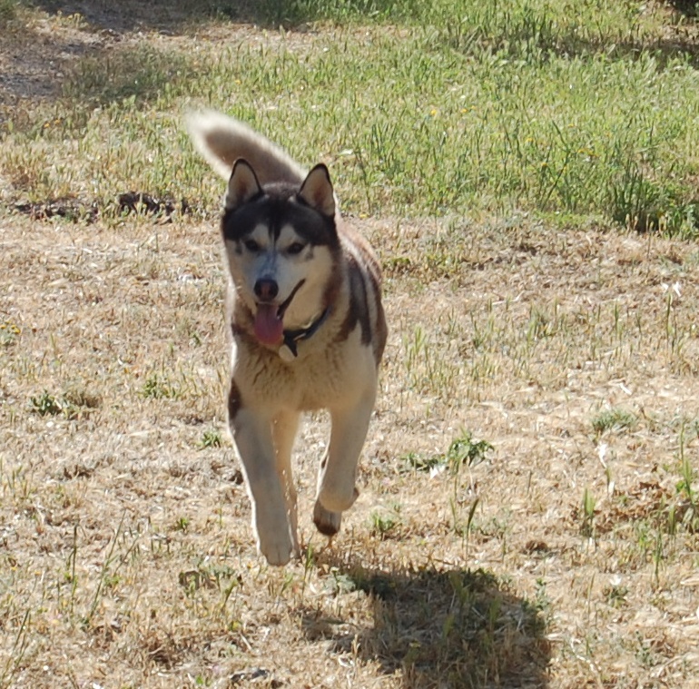 A happy bouncing Khumbu