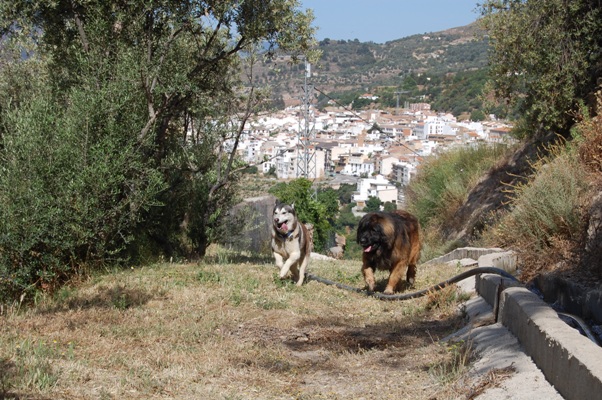 Khumbu running and Bruno walking