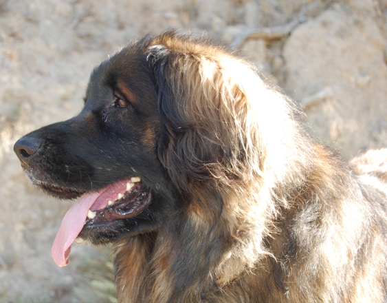 Bruno