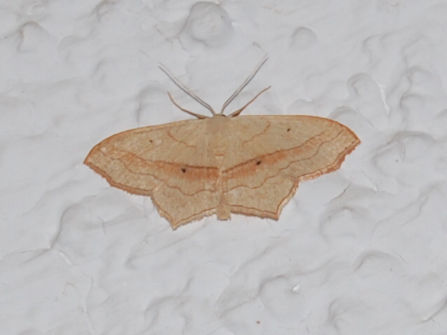 Small Blood-vein - Scopula imitaria