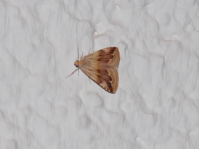 Purple Marbled - Eublemma ostrina