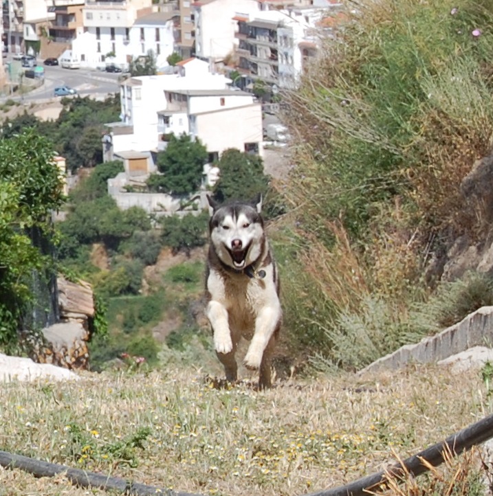 Happy Husky