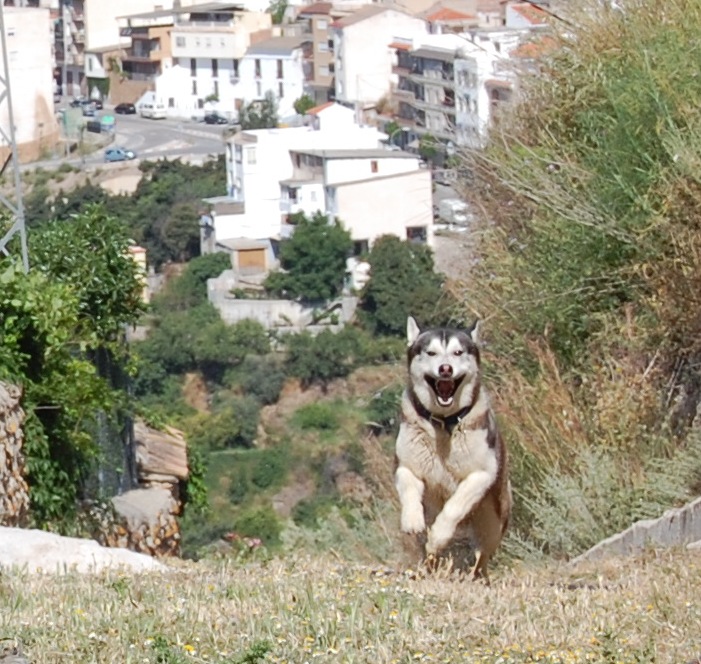 Happy Husky