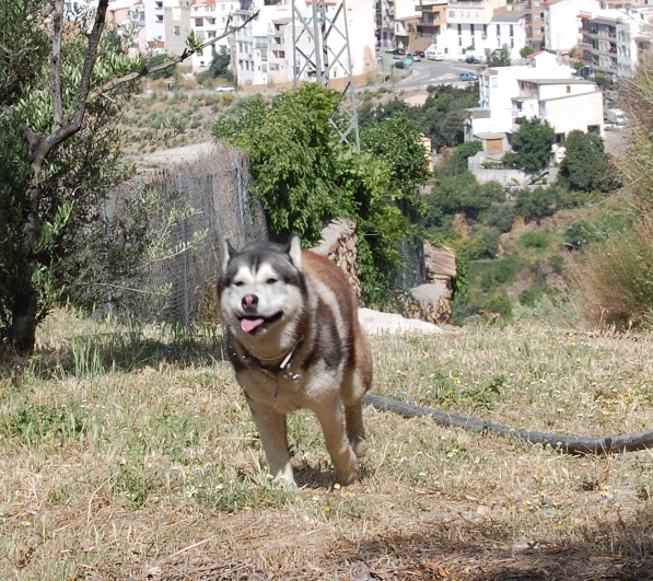 Sticking his tongue out at us