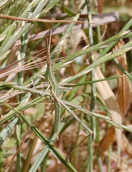 Nosed grasshopper - Acrida Hungarica
