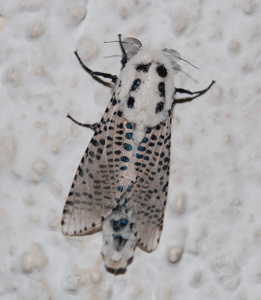 Leopard Moth - Zeuzera pyrina