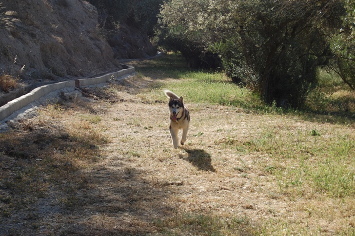 Khumbu running free off the lead