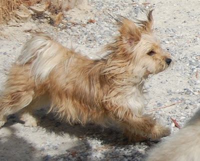 Tapa the bite sized mutt just taking off with ears flying to chase Khumbu