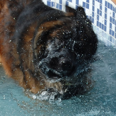 Bruno shaking the water off himself after sticking his head in the water