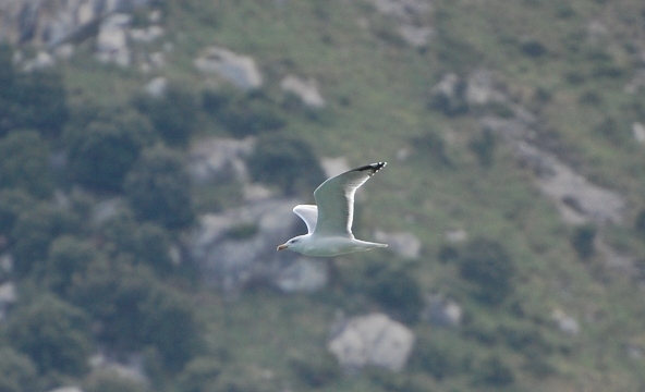 Seagull