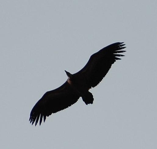 Black Vulture flying over Puig Tomir