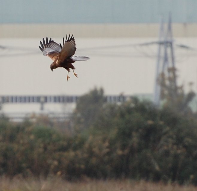 Male Marsh Harrier at Albufera