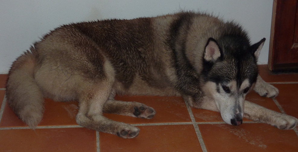A wet, muddy, contented Khumbu