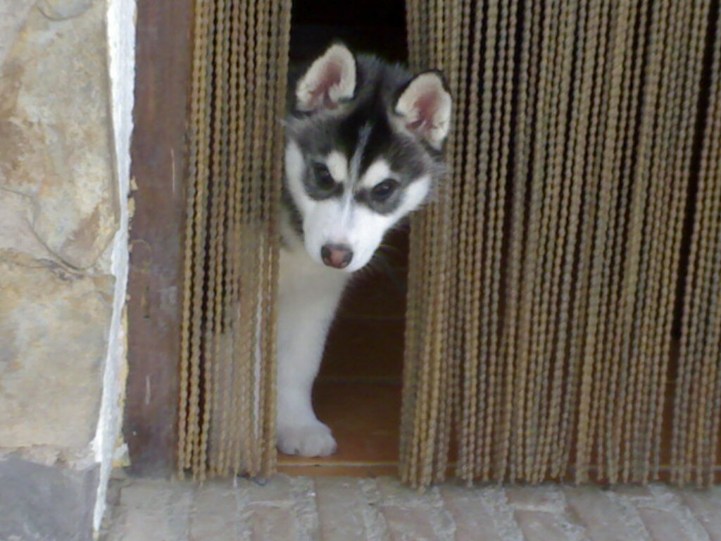 Khumbu aged 9 weeks old