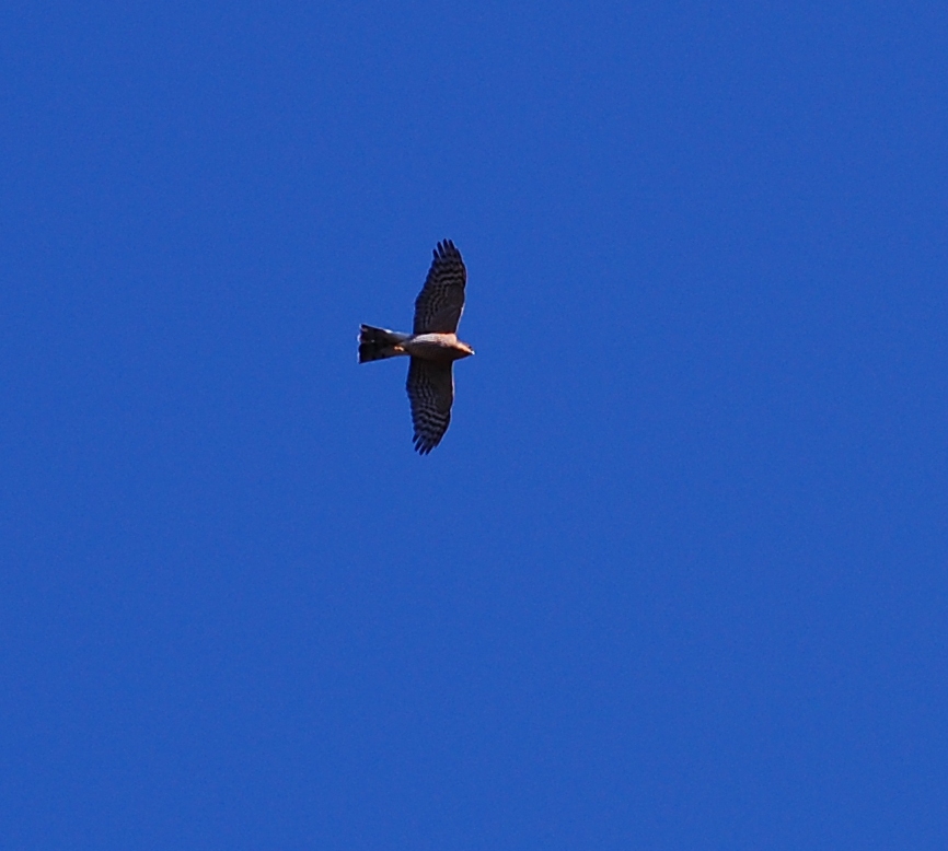 A Sparrow hawk flying over the house in Lanjaron