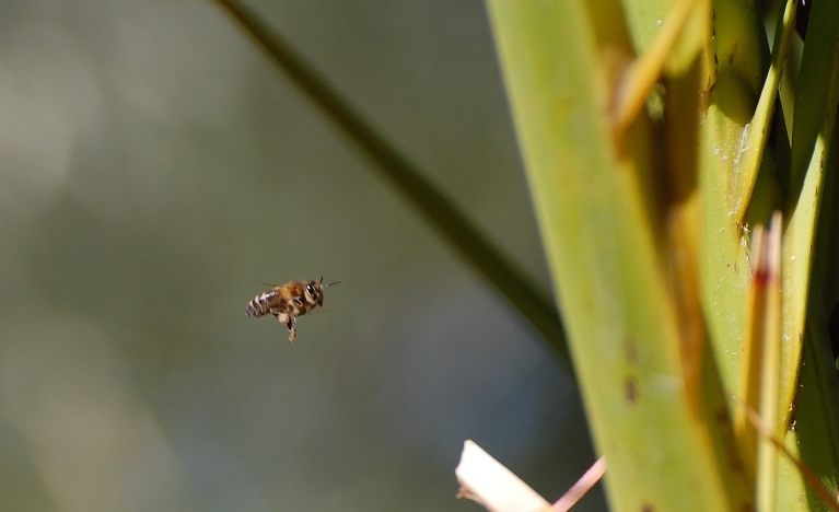 A bee on its way to the palm tree