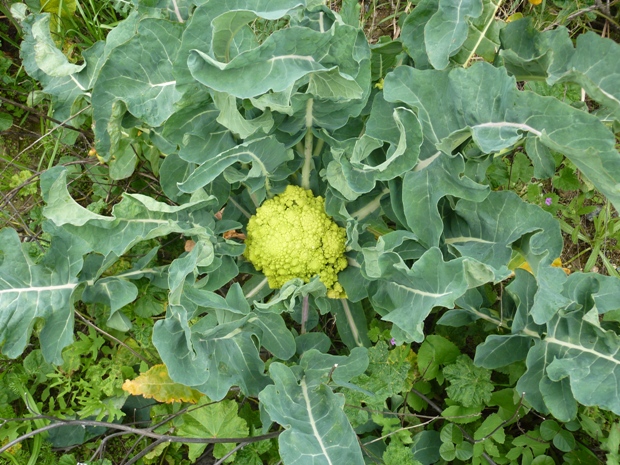 Broccoli