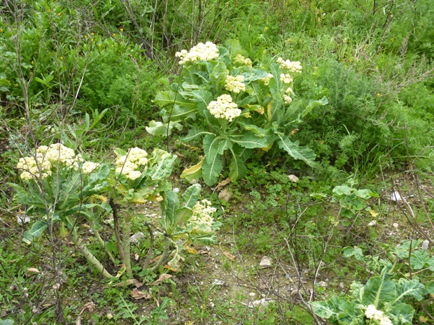White broccoli