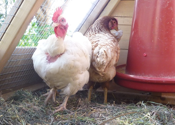The white hen
